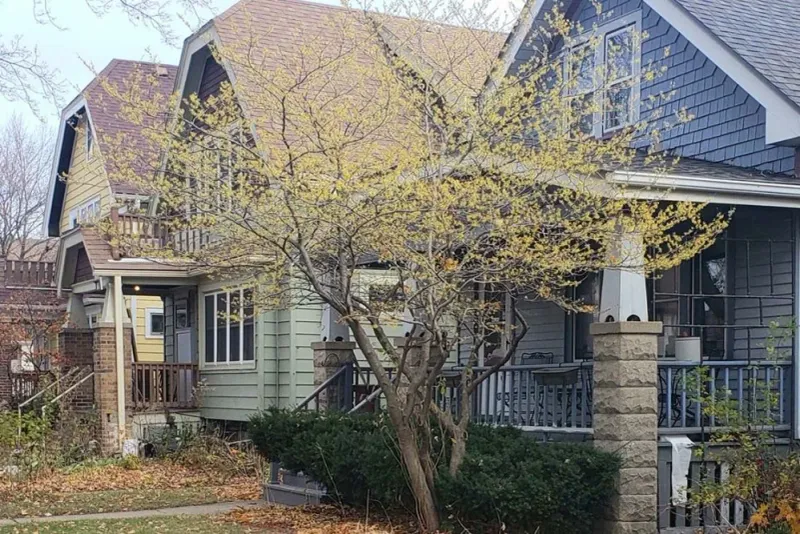 Decide whether witchhazel fits your garden