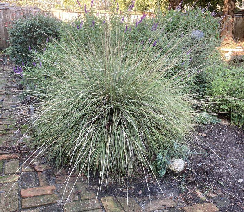 Deer Grass Deer Grass