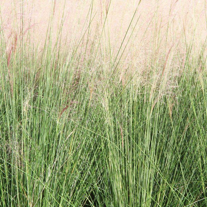 Deer Grass Deer Grass