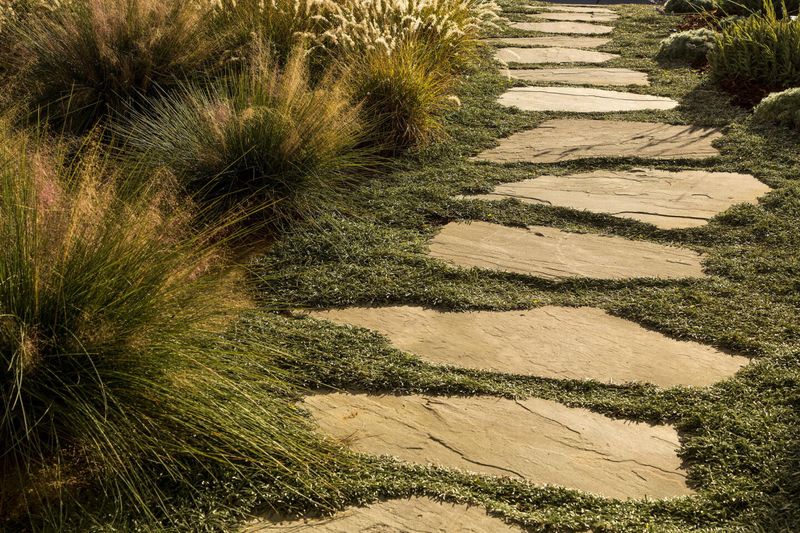 Deer Grass Deer Grass