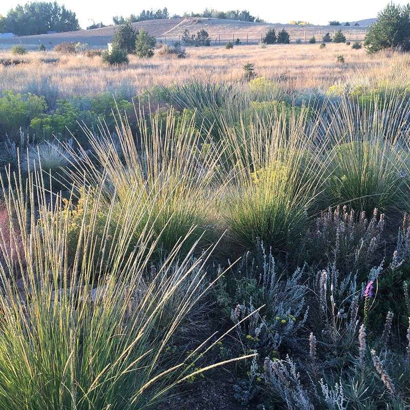 Deer Grass (Muhlenbergia rigens)