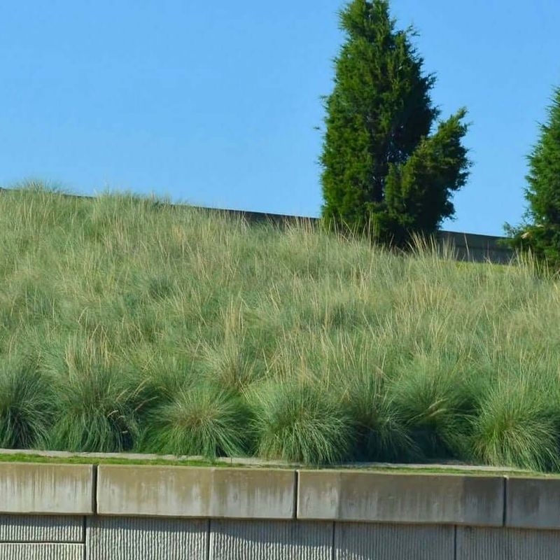 Deer Grass (Muhlenbergia rigens)