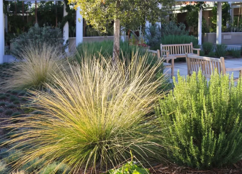 Deer Grass (Muhlenbergia rigens)