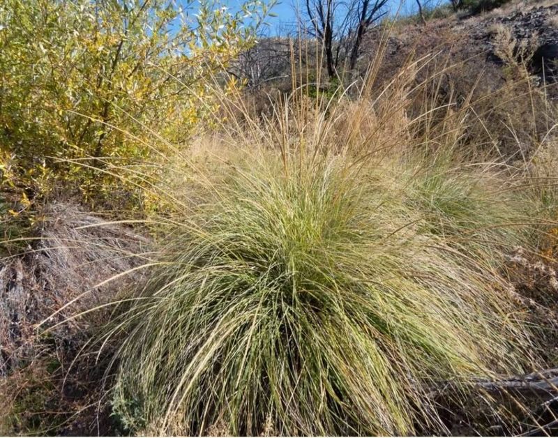 Deer Grass