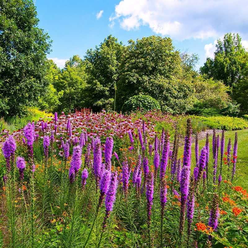 Dense Blazing Star
