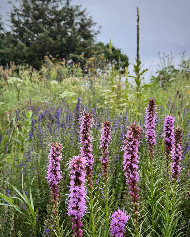 Dense Blazing Star