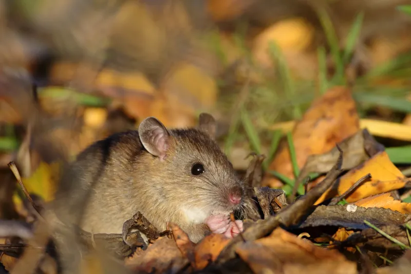 Dense cover can hide rat activity Dense cover can hide rat activity