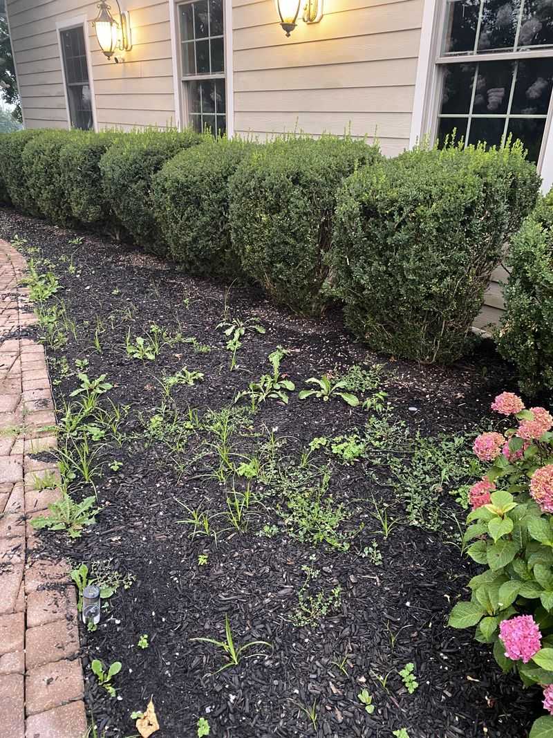 Dense cover can reduce room for weeds