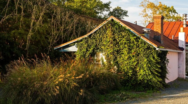 Dense greenery can shelter roof rats, but it does not confirm a nest