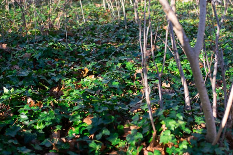 Dense ivy mats can shut out other plants Dense ivy mats can shut out other plants
