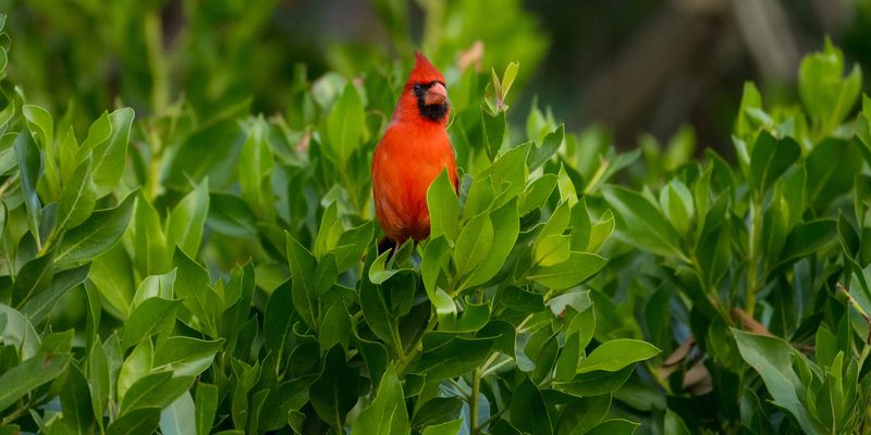 Dense shrubs make a yard more than a feeding stop Dense shrubs make a yard more than a feeding stop
