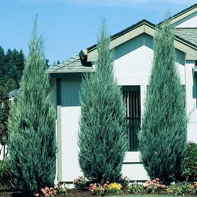 Dense shrubs may provide cover, but no hedge is a proven snake magnet