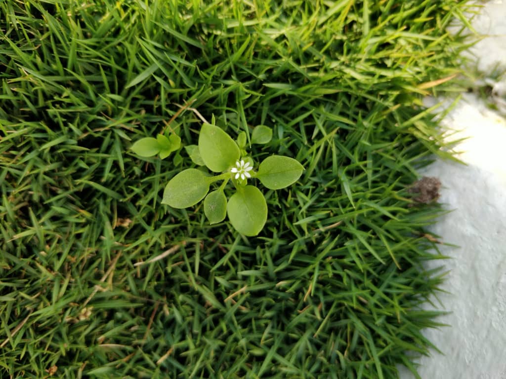 Dense turf and early removal can help limit future spread