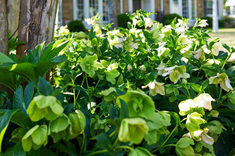 Denton County’s Lenten rose is a regional Texas example Denton County’s Lenten rose is a regional Texas example