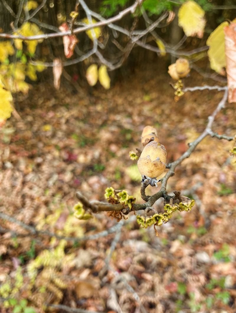 Describe wildlife value without promising outcomes