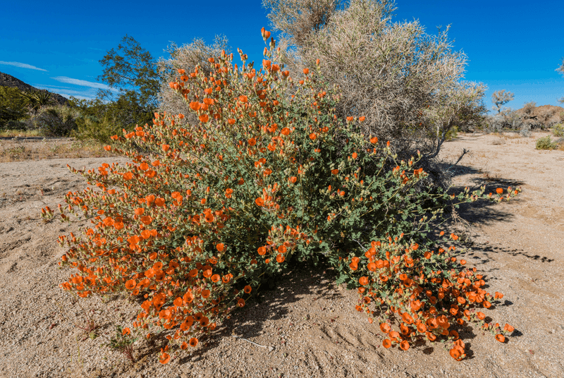Desert Mallow