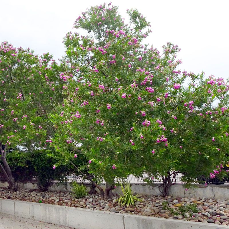 Desert Willow
