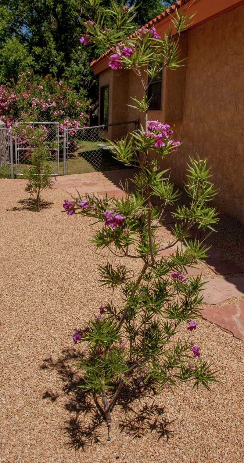 Desert Willow