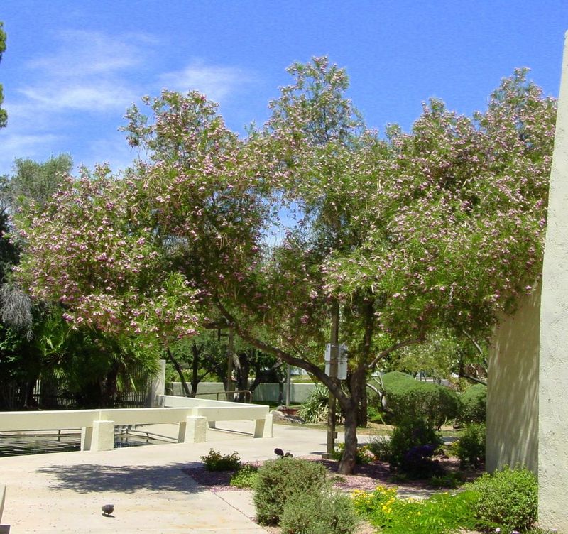 Desert Willow
