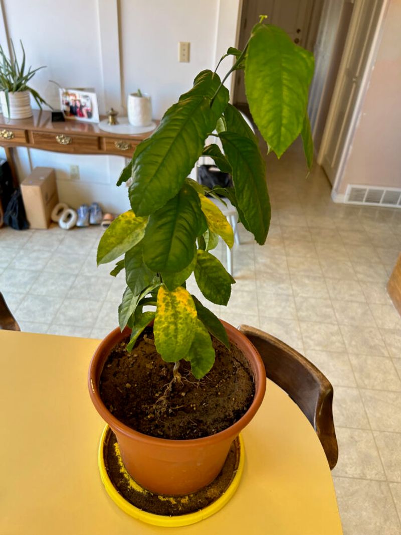 Diagnose yellow leaves before feeding