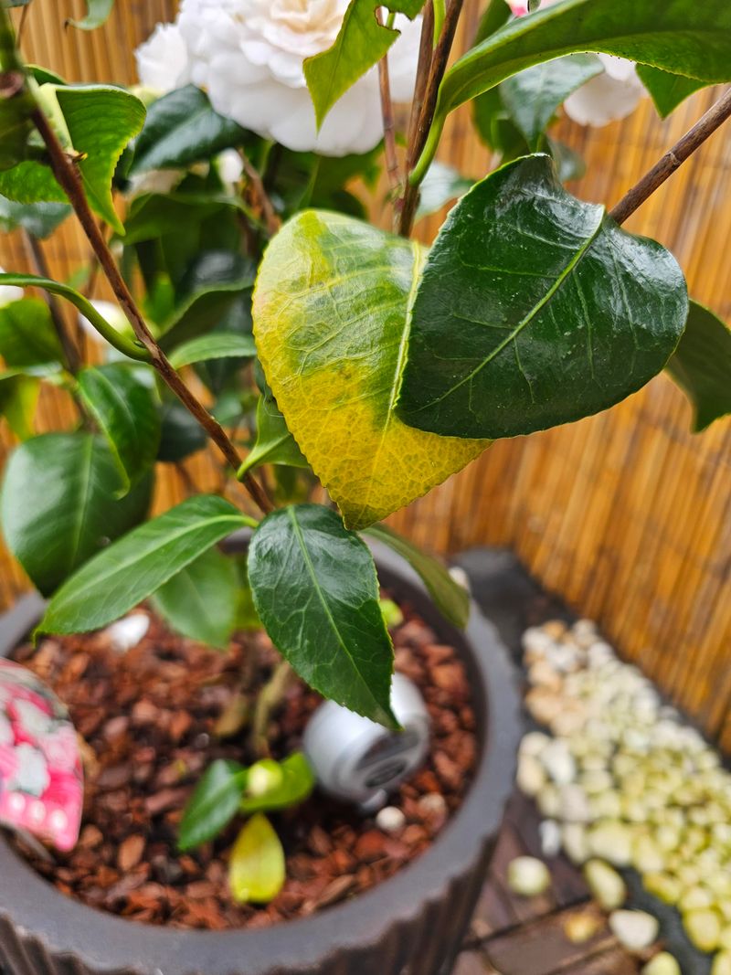 Diagnose yellow leaves before treating them