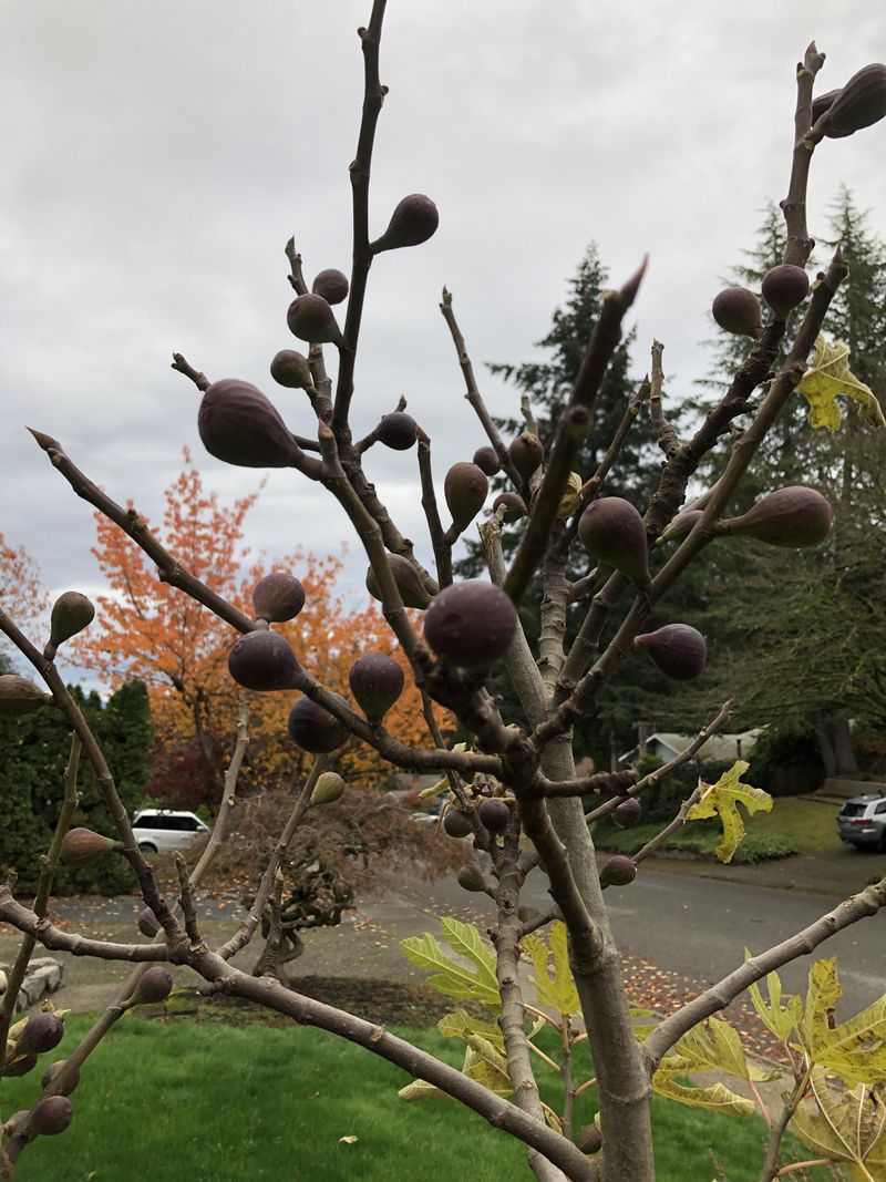 Did the figs drop early, or run out of time?