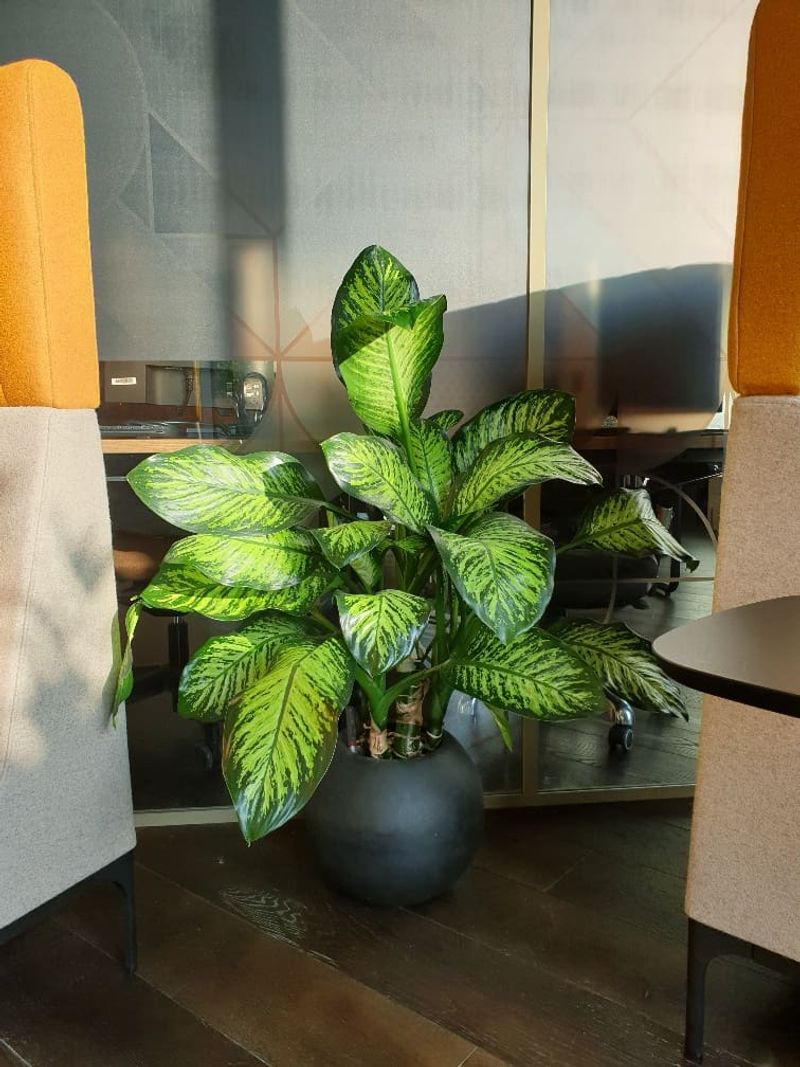 Dieffenbachia (Dumb Cane)