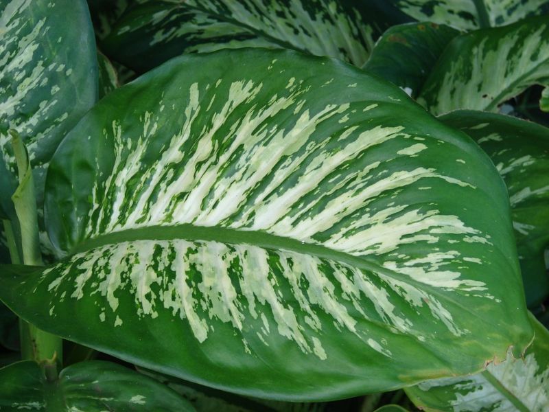 Dieffenbachia
