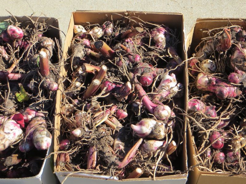 Dig and Store Rhizomes in Cold Spots