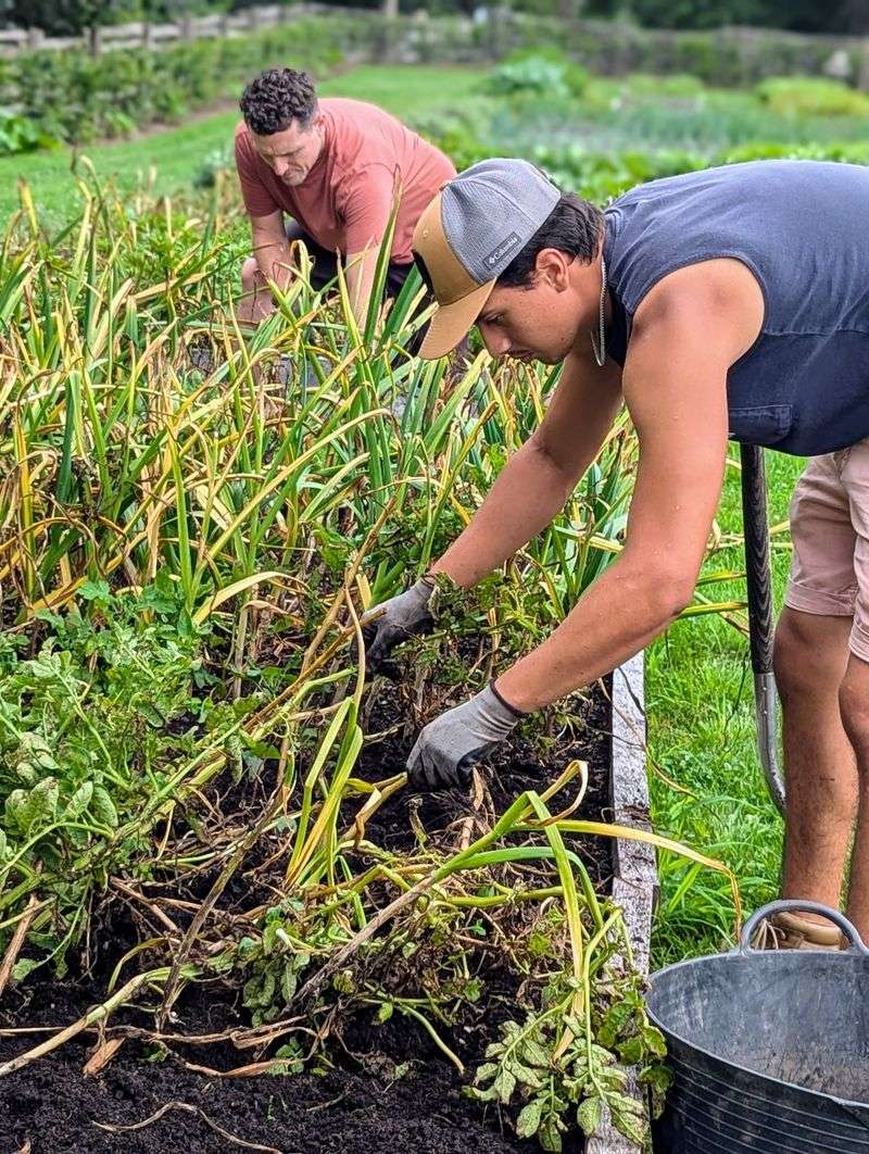 Dig by the plant’s cues, not the calendar