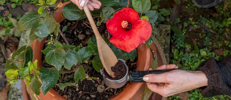 Directly applying grounds can hinder plant growth