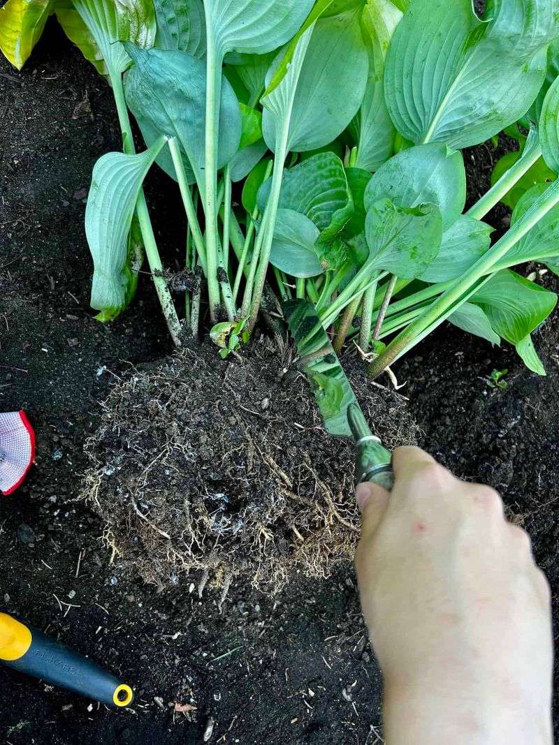 Divide Crowded Clumps While the Soil Is Warm Divide Crowded Clumps While the Soil Is Warm
