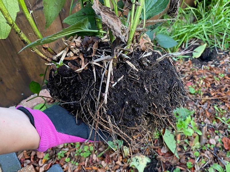 Divide a suitable clump while it is not flowering Divide a suitable clump while it is not flowering