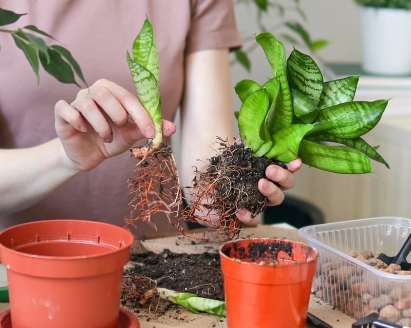 Divide suitable plants in early spring