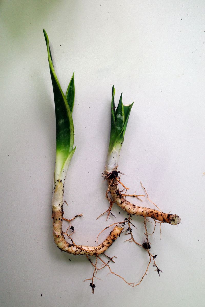 Division preserves variegation better than leaf sections