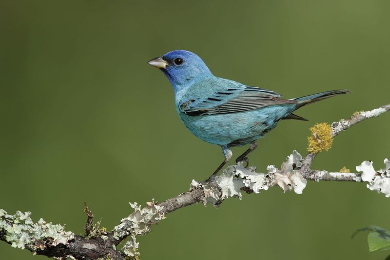 Do Indigo Buntings reliably winter in Florida yards?
