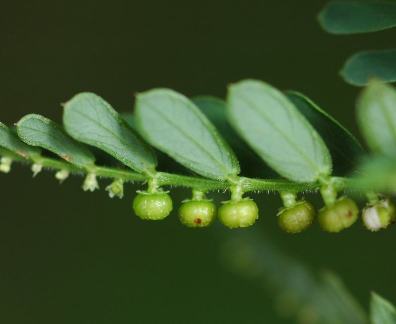 Do These Lookalikes Release Seeds the Same Way?