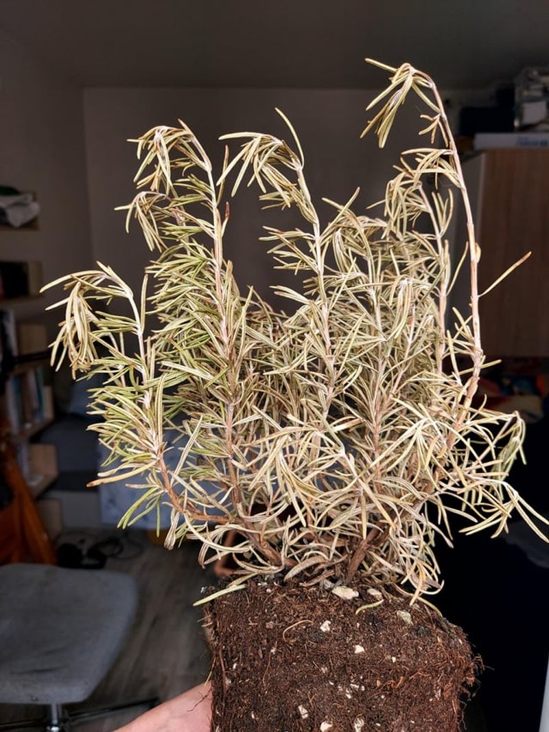 Do brown, crispy leaves prove rosemary is overwatered? Do brown, crispy leaves prove rosemary is overwatered?