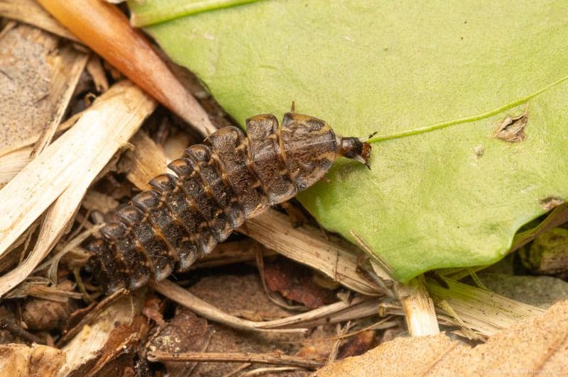 Do fireflies have a special connection to sea oats? Do fireflies have a special connection to sea oats?