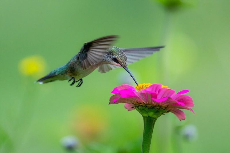 Do its flowers align with fall hummingbird migration?
