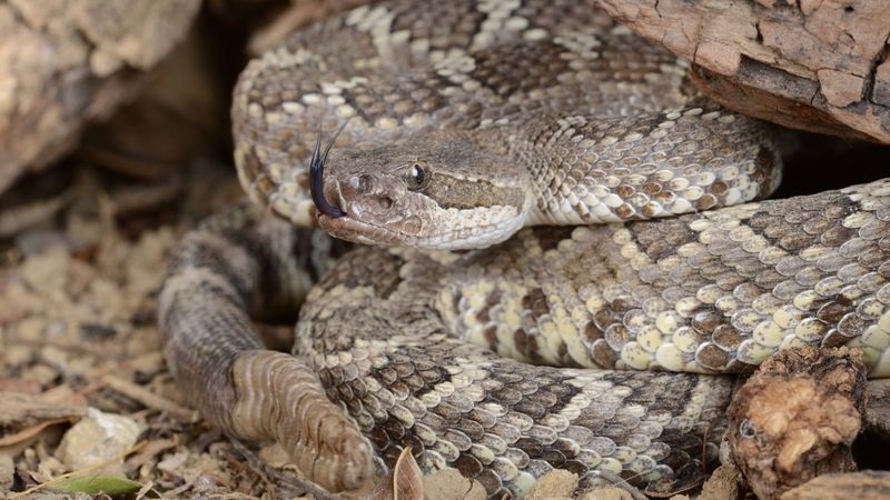 Do not approach a snake to identify it Do not approach a snake to identify it