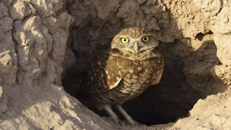 Do not disturb or treat a burrow that may be occupied