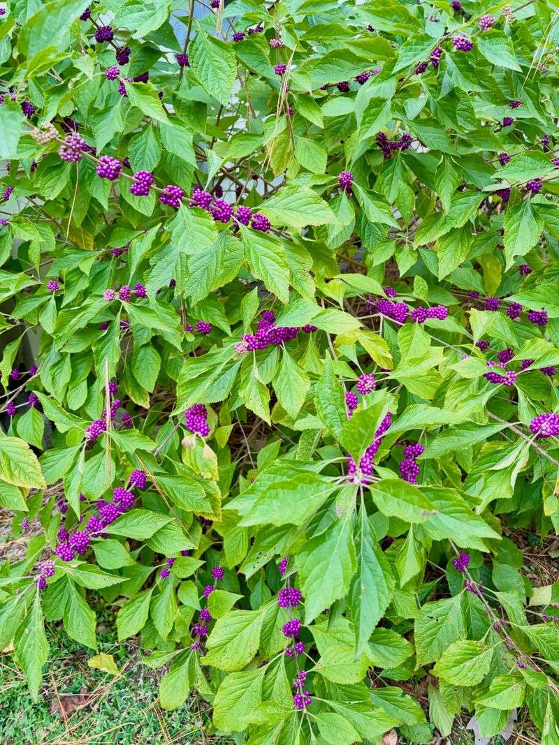 Do not use crushed leaves as a skin repellent Do not use crushed leaves as a skin repellent