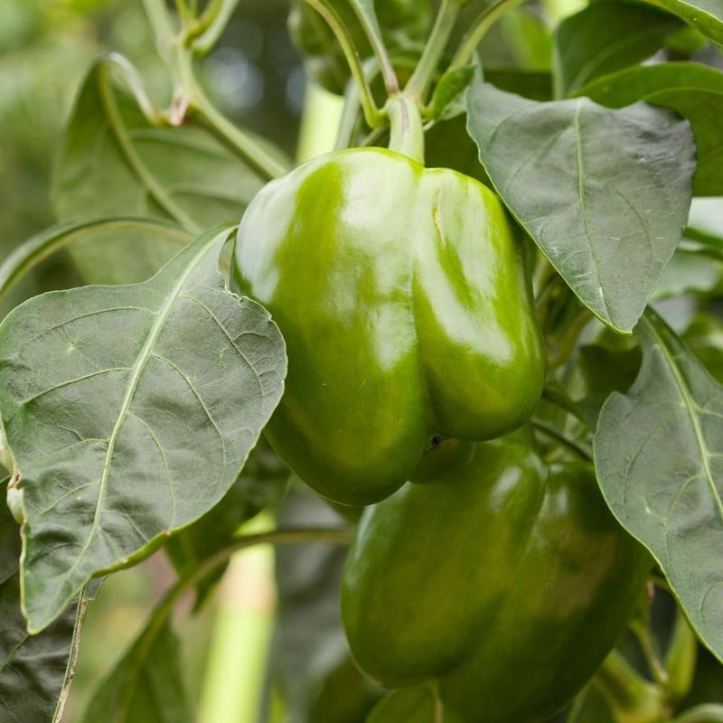 Do picked green peppers ripen indoors?