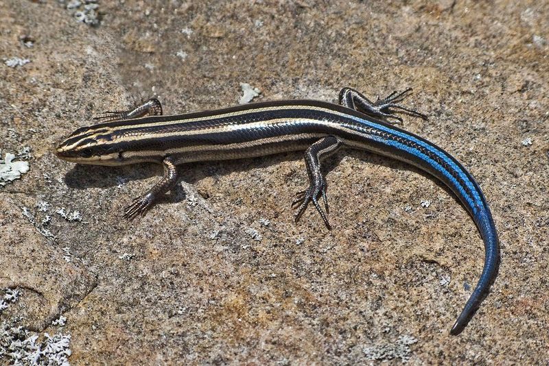 Does a blue tail identify the skink?