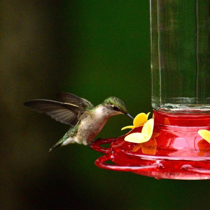 Does a feeder delay migration?