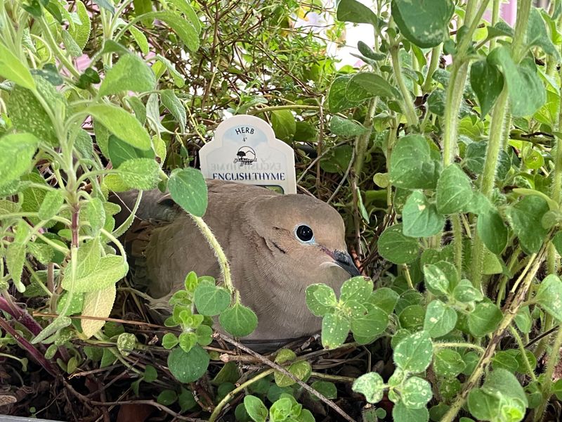 Does a return mean the same doves chose the same nest?