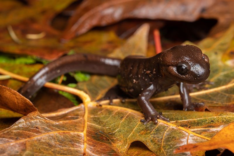 Does leaf litter mean a salamander is under your pile? Does leaf litter mean a salamander is under your pile?
