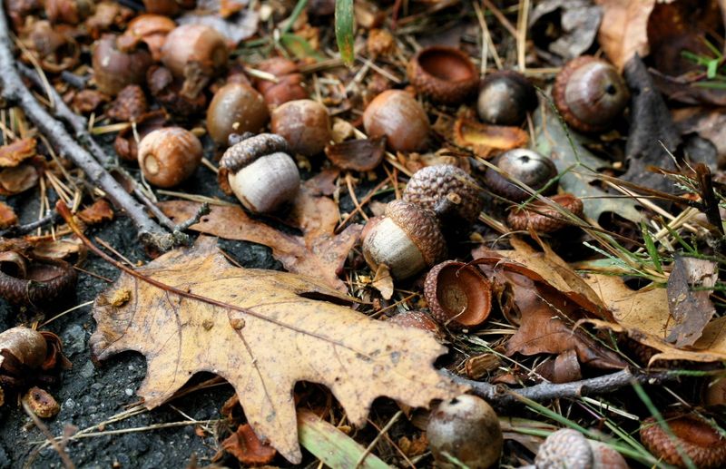Does one heavy acorn crop mean a mast year?