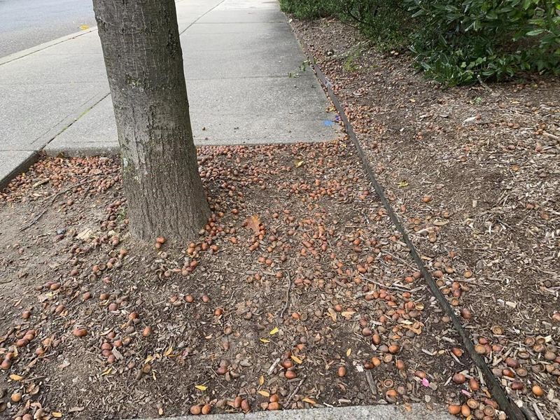Does one tree’s heavy crop count as a mast year?